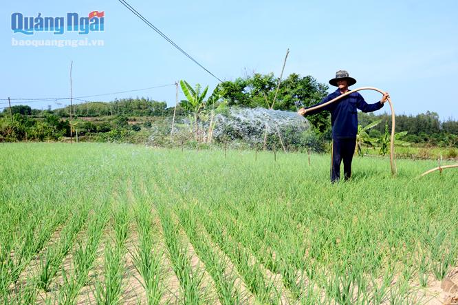Phần lớn diện tích đất trồng hành, tỏi của người dân xã Bình Hải dự kiến nằm trong vùng quy hoạch Dự án FLC Bình Châu- Lý Sơn.