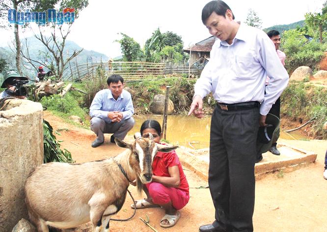 Phó Chủ tịch UBND tỉnh Phạm Trường Thọ kiểm tra mô hình nuôi dê tại xã Sơn Long.