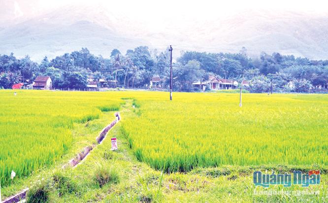 Diện tích đất sản xuất lúa nước ở xã Trà Phú (Trà Bồng) manh mún nên khó thực hiện dồn điền đổi thửa.