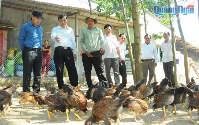Phó Chủ tịch UBND tỉnh Phạm Trường Thọ (thứ 2 từ trái sang) kiểm tra mô hình nuôi gà thả vườn tại huyện Sơn Hà.