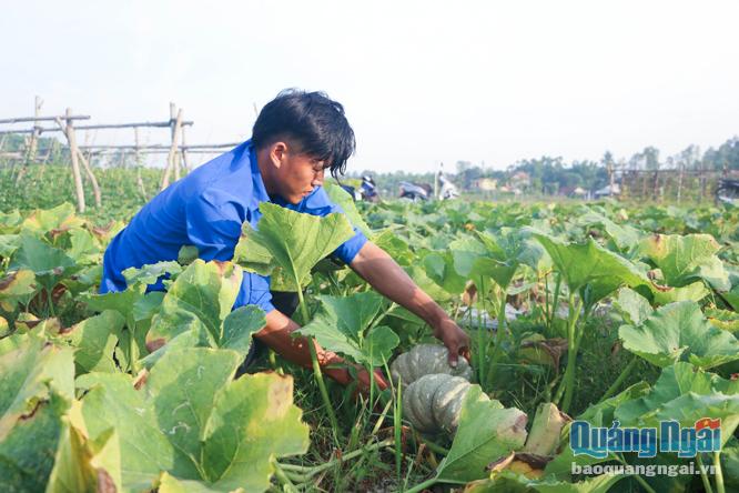 Thanh niên xã Bình Thới (Bình Sơn) trồng rau sạch mang lại hiệu quả kinh tế.