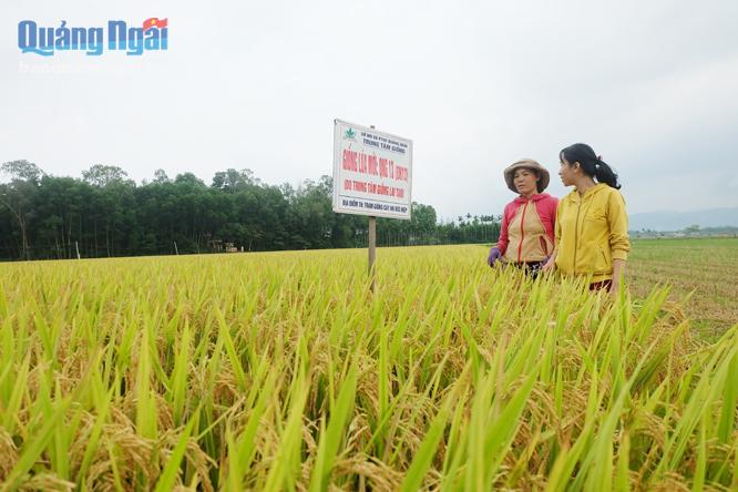 Trung tâm Giống Quảng Ngãi liên kết sản xuất lúa giống với nông dân xã Đức Chánh (Mộ Đức).                  Ảnh: BẢO HÒA