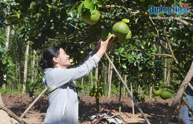 Vườn cây ăn quả của chị Lê Thị Sinh ở thôn Sơn Châu, xã Long Sơn (Minh Long)