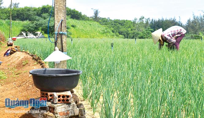 Nhiều ruộng hành ở Thanh Thủy - vùng hành lớn thứ 2 trong tỉnh đang được bà con nông dân đặt các bẫy đèn, để diệt sâu bọ.