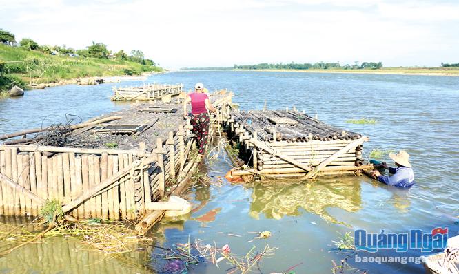 Nhiều hộ gia đình ở thôn Phước Lộc Tây, xã Tịnh Sơn có thu nhập cao nhờ nuôi cá lồng trên sông Trà Khúc.