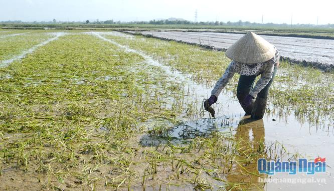 Ruộng lúa của bà Trần Thị Nguyện, ở thôn Thạch Thang, xã Đức Phong (Mộ Đức) bị ngập úng, nhưng chưa thể gieo sạ lại được do nước còn nhiều.