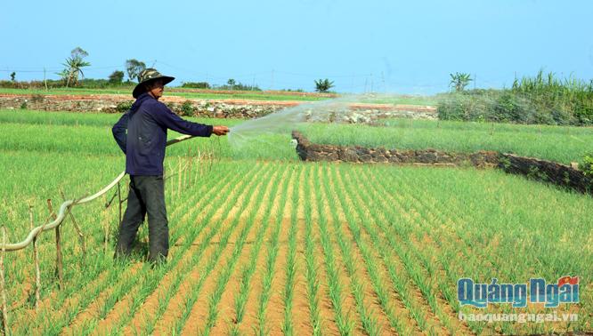 Nông dân xã Bình Hải (Bình Sơn) chăm sóc cây hành tím.