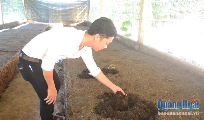Cán bộ trẻ Dương Duy Tùng kiểm tra mô hình nuôi trùn quế tại HTX Nông nghiệp Sơn Thành (Sơn Hà).