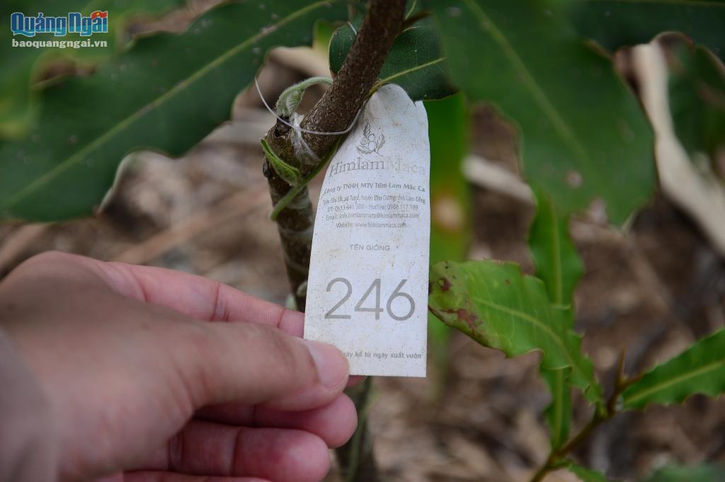 Mỗi cây đều có mã số để tiện theo giỏi trong quá trình chăm sóc.
