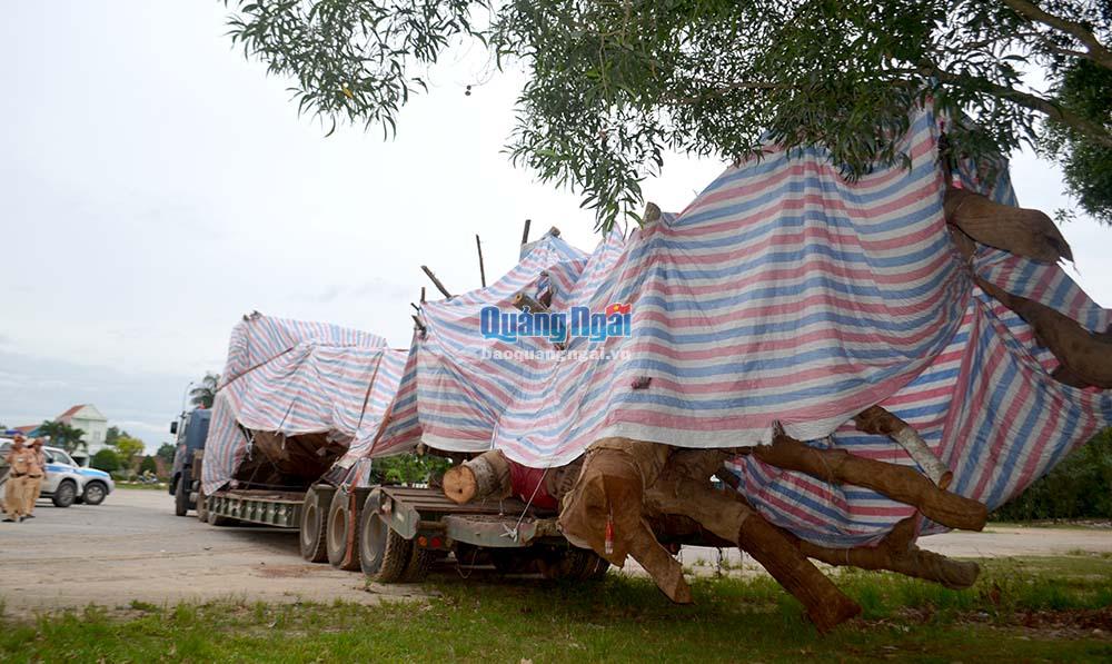 Xe chở cây “khủng” bị lực lượng CSGT phát hiện ở địa bàn huyện Bình Sơn (với chiều dài 25 mét, quá quy định cho phép của pháp luật).