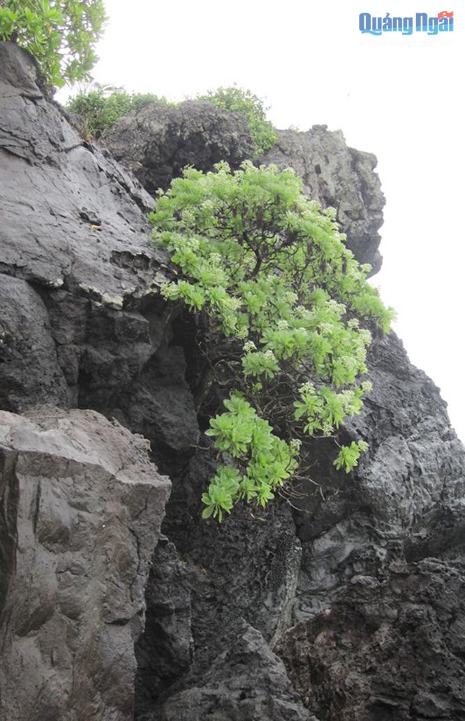 Cây phong ba trên vách nham thạch ở đảo Bé