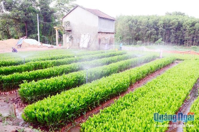  Nghề ươm keo giống giúp nông dân huyện Ba Tơ có thêm nguồn thu nhập để nâng cao đời sống.