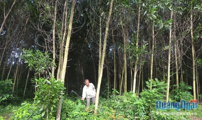  Ông Nguyễn Thi đã phá bỏ cây cao su trên diện tích 2ha để trồng cây keo.
