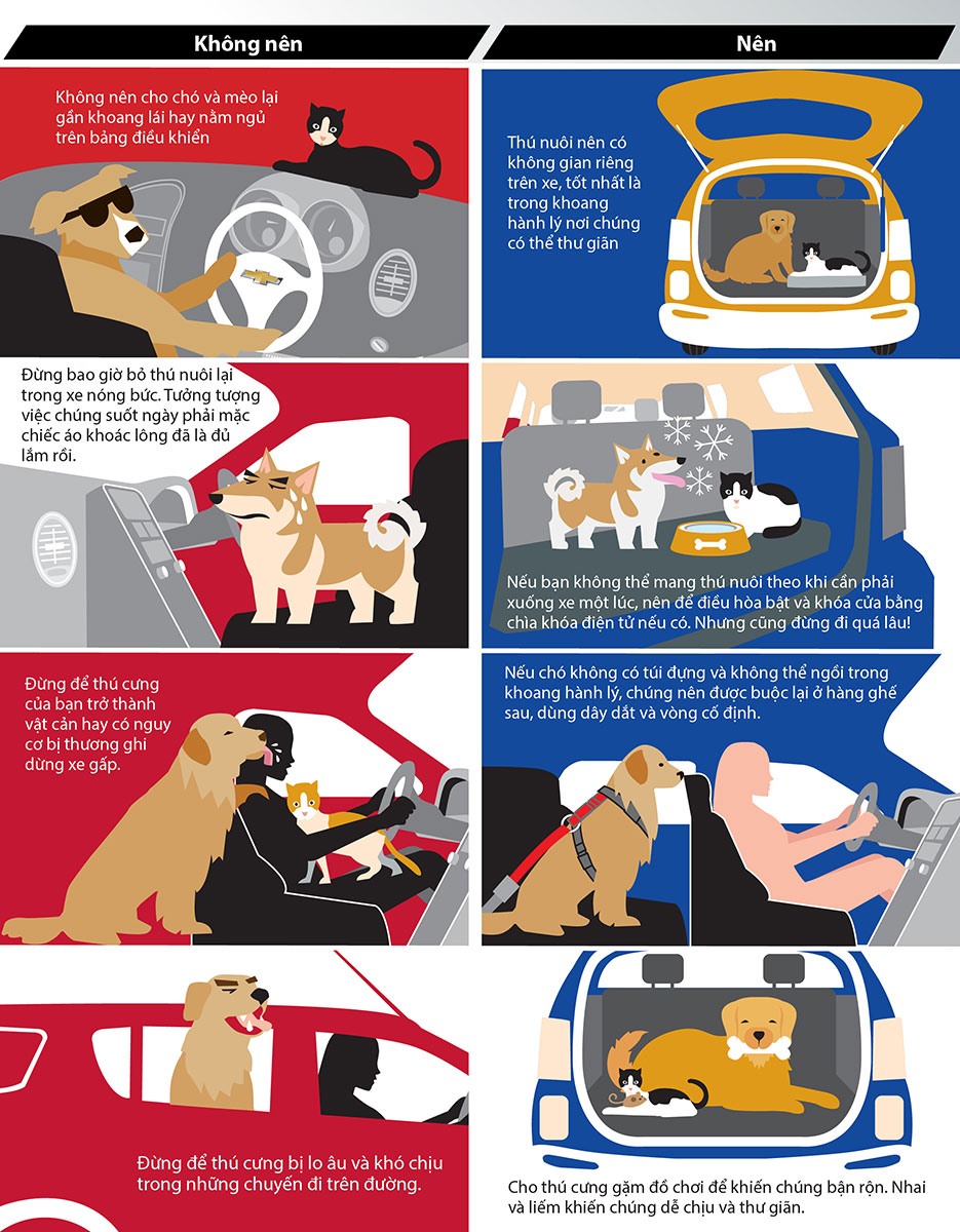     Những điều nên và không nên khi chở thú cưng trên xe.