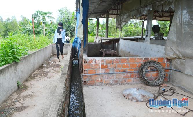  Chăn nuôi heo với số lượng lớn, nhưng chuồng trại, hệ thống dẫn nước thải tại trang trại của ông Lê Anh Phương (TP.Quảng Ngãi) được xây dựng rất sơ sài, gây phát tán mùi hôi ra môi trường.