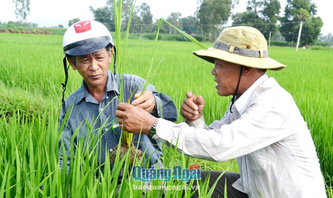 Lão nông Trương Bình (bên trái) đều đặn xuống tận ruộng hướng dẫn người dân cách loại bỏ những cây lúa không nguyên chủng.