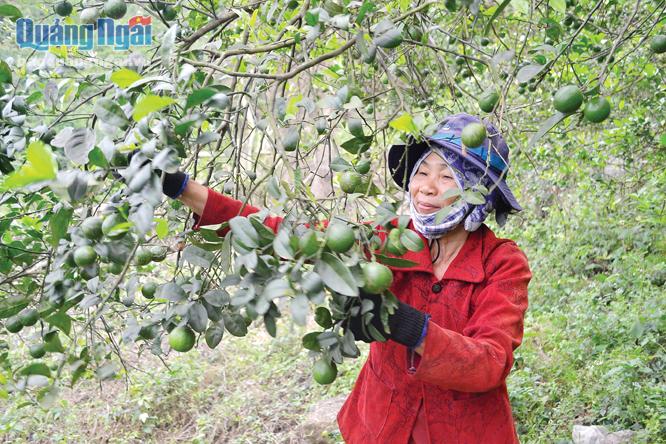  Vườn chanh của bà Nguyễn Thị Ảnh, ở xã Đức Phú (Mộ Đức) mang lại hiệu quả kinh tế cao.