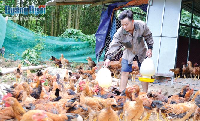  Đỗ Khắc Phục, thôn Bình Trung, xã Trà Bình (Trà Bồng) chăm sóc đàn gà của mình.
