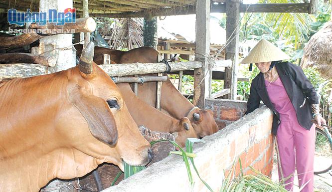 Thông qua các lớp tập huấn, đào tạo nghề, nhiều nông dân trong tỉnh đã biết vận dụng các kiến thức đã học để chăm sóc đàn gia súc.