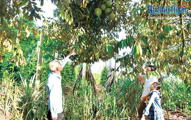 Ông Võ Hương, thôn Bình Thành, xã Hành Nhân (Nghĩa Hành), kể cho khách nghe quá trình chăm bón cây sầu riêng.