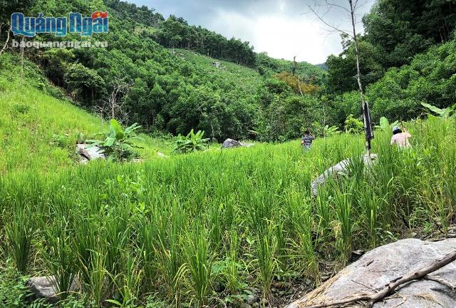 Con đường lội suối, băng rừng hơn 2km đến thác Tuyền Tung được bao phủ bởi một màu xanh mướt của ruộng lúa rẫy và núi rừng bạt ngàn