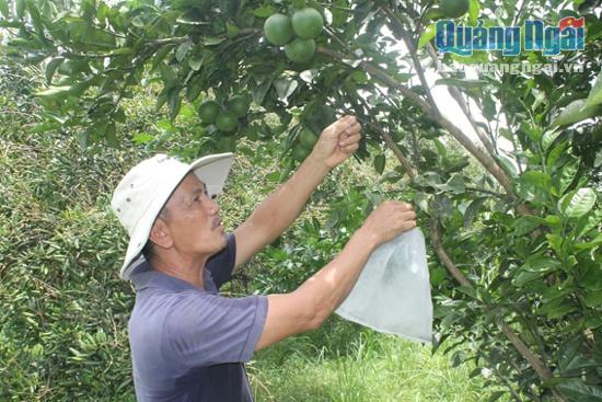 Ông Ngô Hữu Chánh đang chăm vườn cây ăn quả.