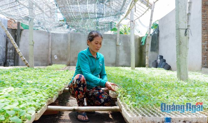 Nhờ mạnh dạn đầu tư vườn ươm giống ớt, gia đình bà Đặng Thị Hồng ở thôn Phú Bình, xã Tịnh Châu (TP.Quảng Ngãi) đã có cuộc sống ổn định.