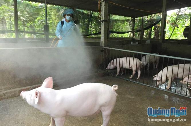   Người chăn nuôi cần tuân thủ các biện pháp về phun hóa chất tiêu độc, khử trùng để ngăn ngừa bệnh cho gia súc gia cầm.