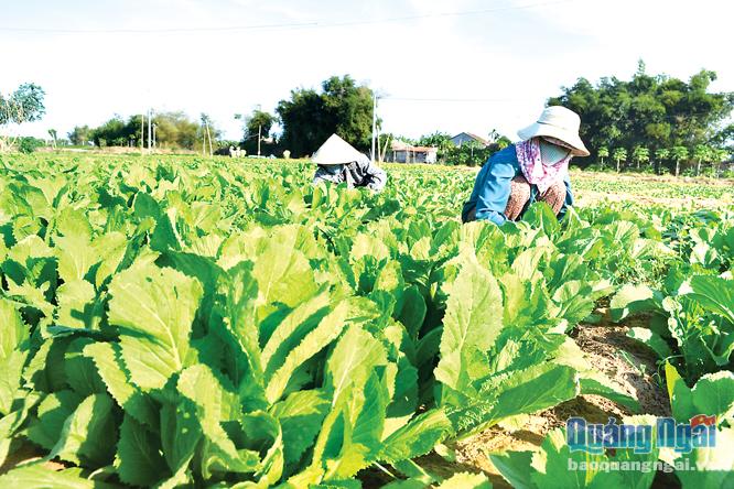  Vùng chuyên canh rau đạt tiêu chuẩn VietGAP ở xã Nghĩa Dũng, TP.Quảng Ngãi.