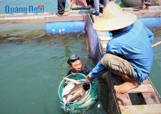 Người dân tranh thủ vớt cá chết dưới lồng bè tại khu vực thôn Tuyết Diêm 1, xã Bình Thuận.