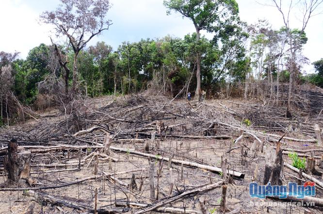 Một vụ phá rừng phòng hộ tại xã Ba Liên (Ba Tơ) vào năm 2017.