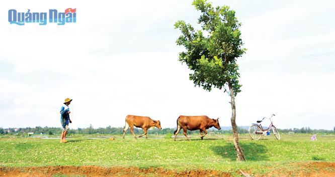 Khung cảnh bình yên với cánh đồng xanh mướt, người nông dân chất phác theo sau đàn bò của mình.    
