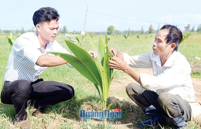  Thạc sĩ Nguyễn Văn Dũng đồng hành cùng người dân thực hiện Dự án trồng dừa xiêm lùn da xanh tại xứ đồng Đồng Soi Quang.