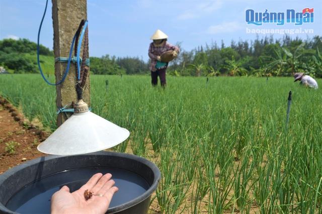 Cây hành tuy cho thu nhập cao nhưng lại là loài rất dễ bị sâu bệnh. Do vậy, bệnh cạnh việc phải sử dụng thuốc trừ sâu thì người trồng hành thôn Thanh Thủy còn sáng kiến ra cách bẫy sâu bọ bằng cách chong đèn ngay tại ruộng. Bướm, rầy hại cây do tập tính bị thu hút bởi ánh sáng vào ban đêm, nên sẽ bay vào đèn và rơi xuống. Mỗi ruộng hành đều được bố trí 2-3 bẫy đèn xuyên suốt mùa vụ.