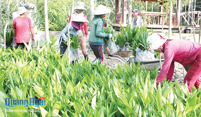 Sản xuất, cung ứng cây cau giống tại Sơn Tân (Sơn Tây).