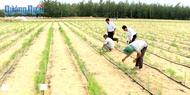  Mô hình trồng măng tây của Công ty TNHH MTV Minh Tuấn tại xã Đức Chánh, huyện Mộ Đức.                                 Ảnh T.Nhị