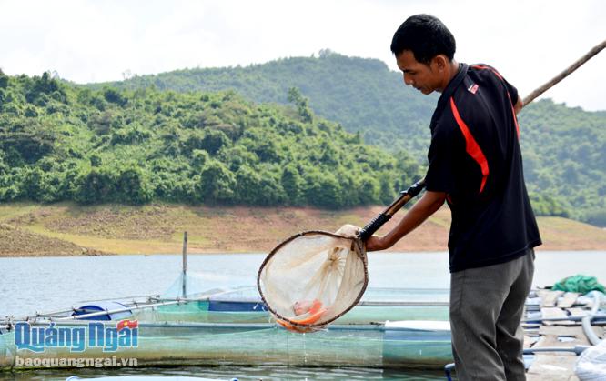 Mô hình nuôi cá diêu hồng trong lồng bè ở hồ Liệt Sơn đã được bà con khai thác trong những năm gần đây.