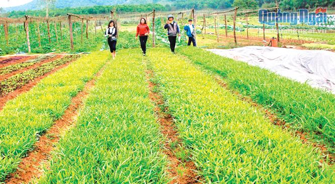 Huyện Sơn Hà triển khai nhiều mô hình sản xuất nông nghiệp có hiệu quả, giúp người dân giảm nghèo bền vững.                                                      ẢNH: THANH NHỊ