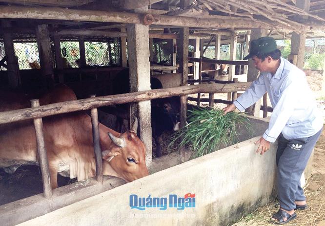 Chăn nuôi bò lai kết hợp với làm vườn, trồng cây lâm nghiệp đã giúp gia đình ông Núc thoát nghèo.