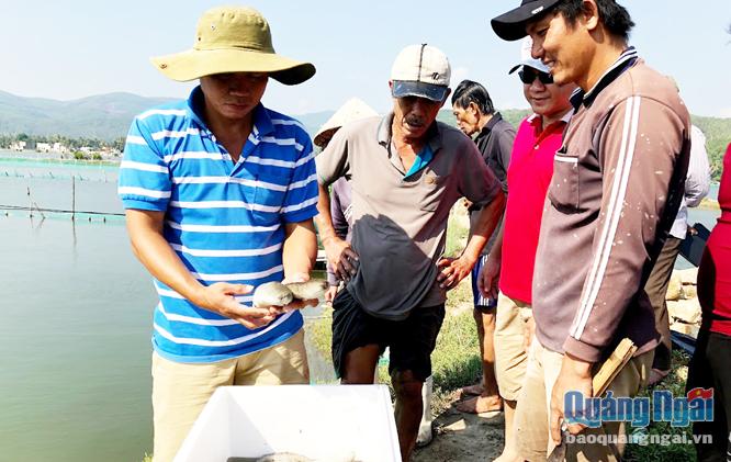 Mô hình nuôi hải sâm kết hợp phục vụ du lịch sinh thái sẽ được triển khai thí điểm ở đầm nước mặn Sa Huỳnh, huyện Đức Phổ.