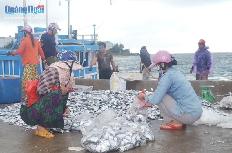 Sau một đếm vươn khơi bám biển ngư dân Lý Sơn khai thác được hàng tấn cá bánh lái