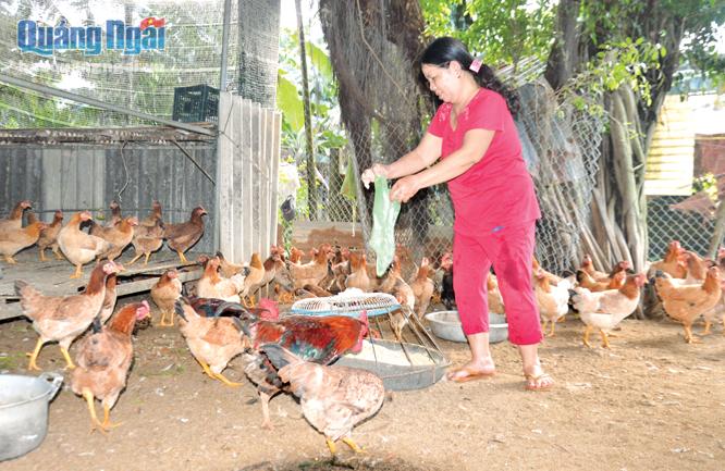 Gia đình ông Thới Đình Kế, ở thôn Ngân Giang, xã Tịnh Hà (Sơn Tịnh) chăm sóc đàn gà để kịp cung ứng cho thị trường Tết.