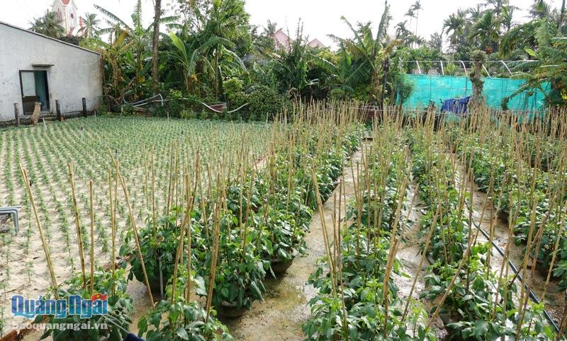 Người dân huyện đảo ưu tiên một phần diện tích trong vườn nhà để trồng hoa bán Tết