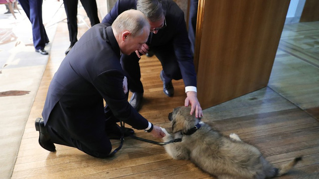  Tổng thống Putin và Tổng thống Vucic bên cạnh chú chó Pasha. (Ảnh: Tass)