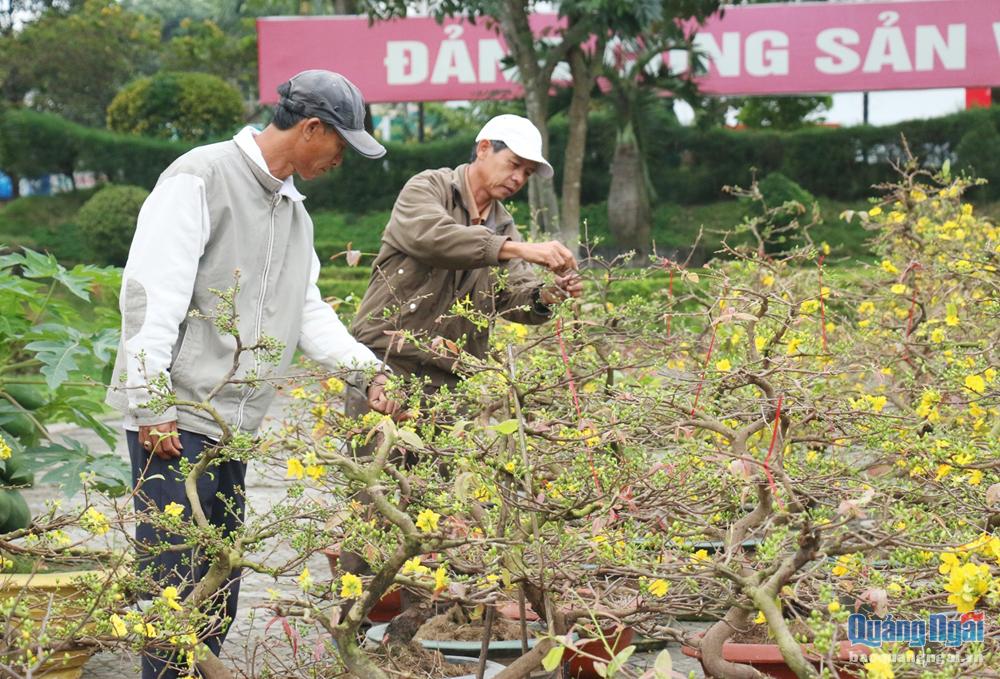 Người dân xem hoa, cây cảnh ở khu vực đường Phạm Văn Đồng (TP.Quảng Ngãi).
