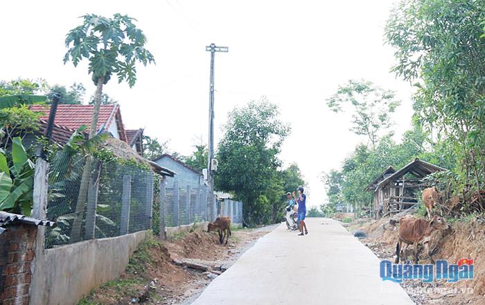  Nhiều hộ gia đình ở Ba Tơ đã vươn lên thoát nghèo nhờ phát triển cây lâm nghiệp.