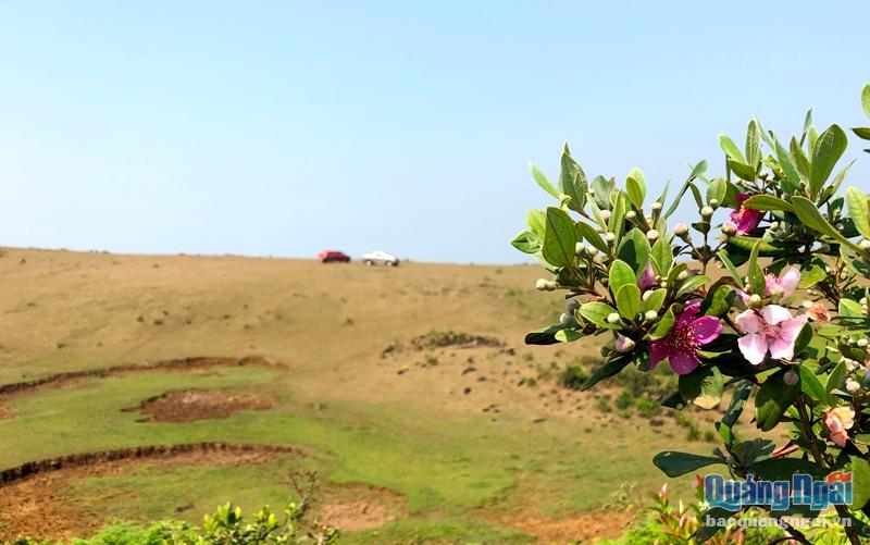 Thảo nguyên Bùi Hui là một trong những thảo nguyên đẹp nhất Quảng Ngãi với những đồng cỏ và đồi sim trải dài ngút ngàn
