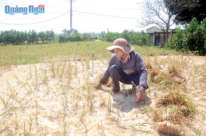 Anh Phan Văn Vui, ở thôn Đông, xã An Vĩnh (Lý Sơn) cố gắng nhặt nhạnh trên đồng tỏi bị hư hại nặng do sâu bệnh.