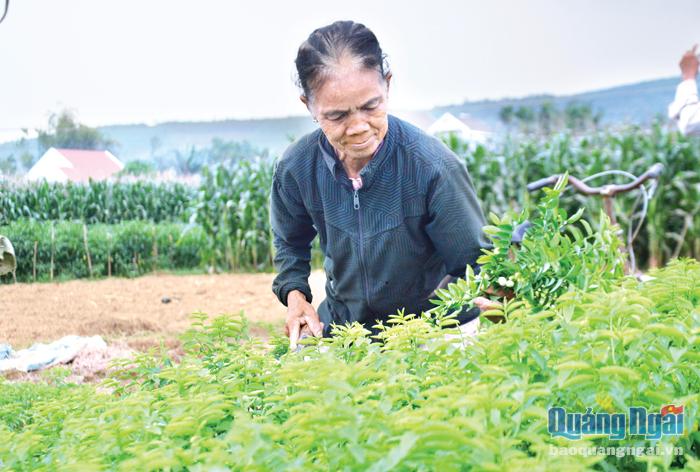 Bà Huỳnh Thị Nên, thôn Nghĩa Lập (Đức Hiệp, Mộ Đức) với mô hình trồng rau sạch của gia đình.