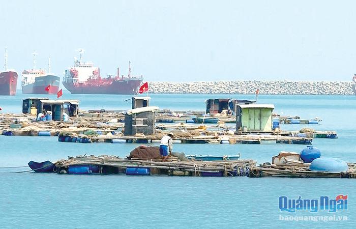  Hiện nay, nhiều hộ dân vẫn tiếp tục thả nuôi cá lồng bè trong cảng Dung Quất.